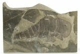 Bargain, Eurypterus (Sea Scorpion) Fossil - New York #369323-1